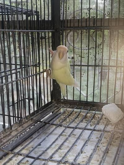 Rosicoli love bird top quality