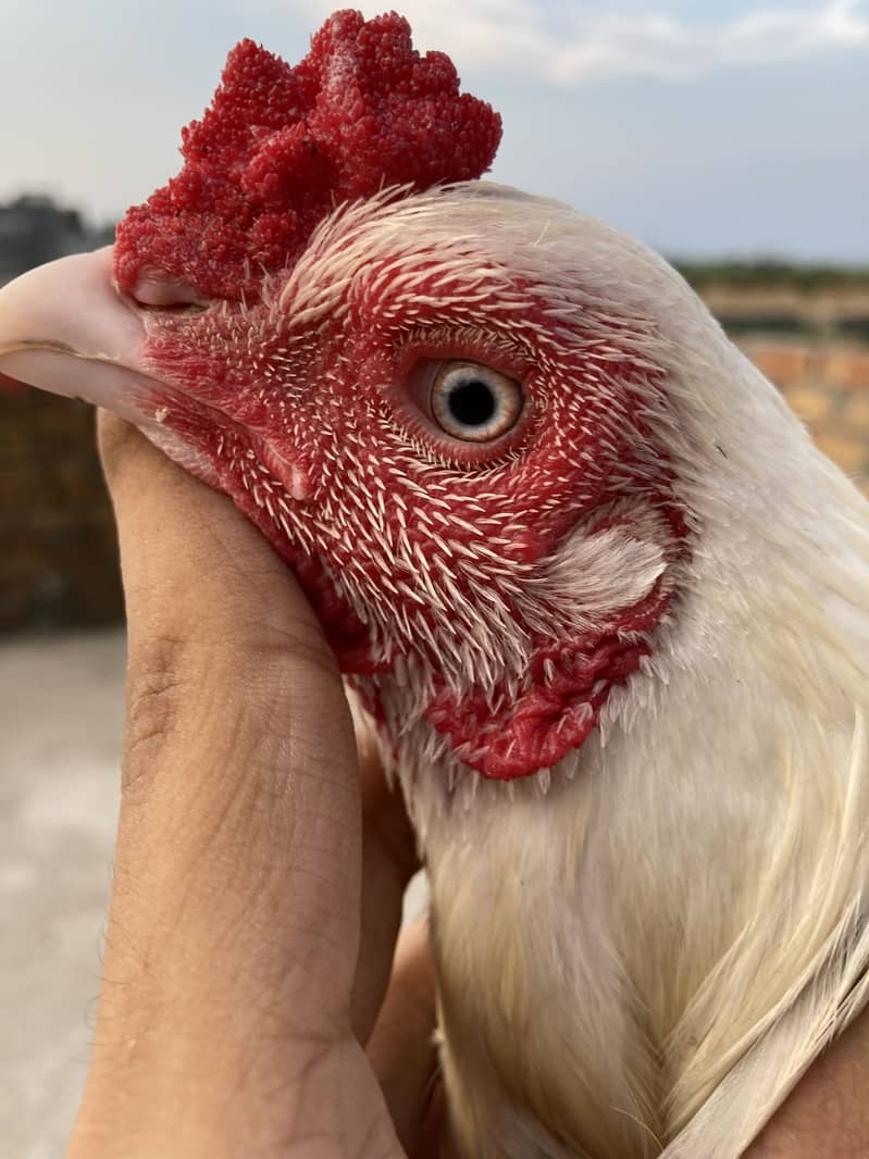 Herra patha 9
