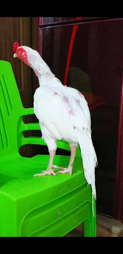 Aseel Heera 03100024337
