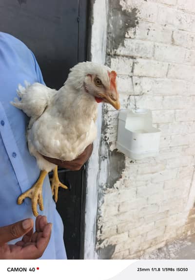 paper white imported breed