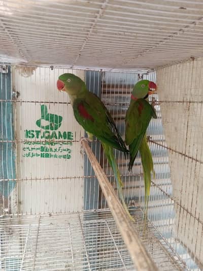 Raw breading parrot 2pairs +(talking)