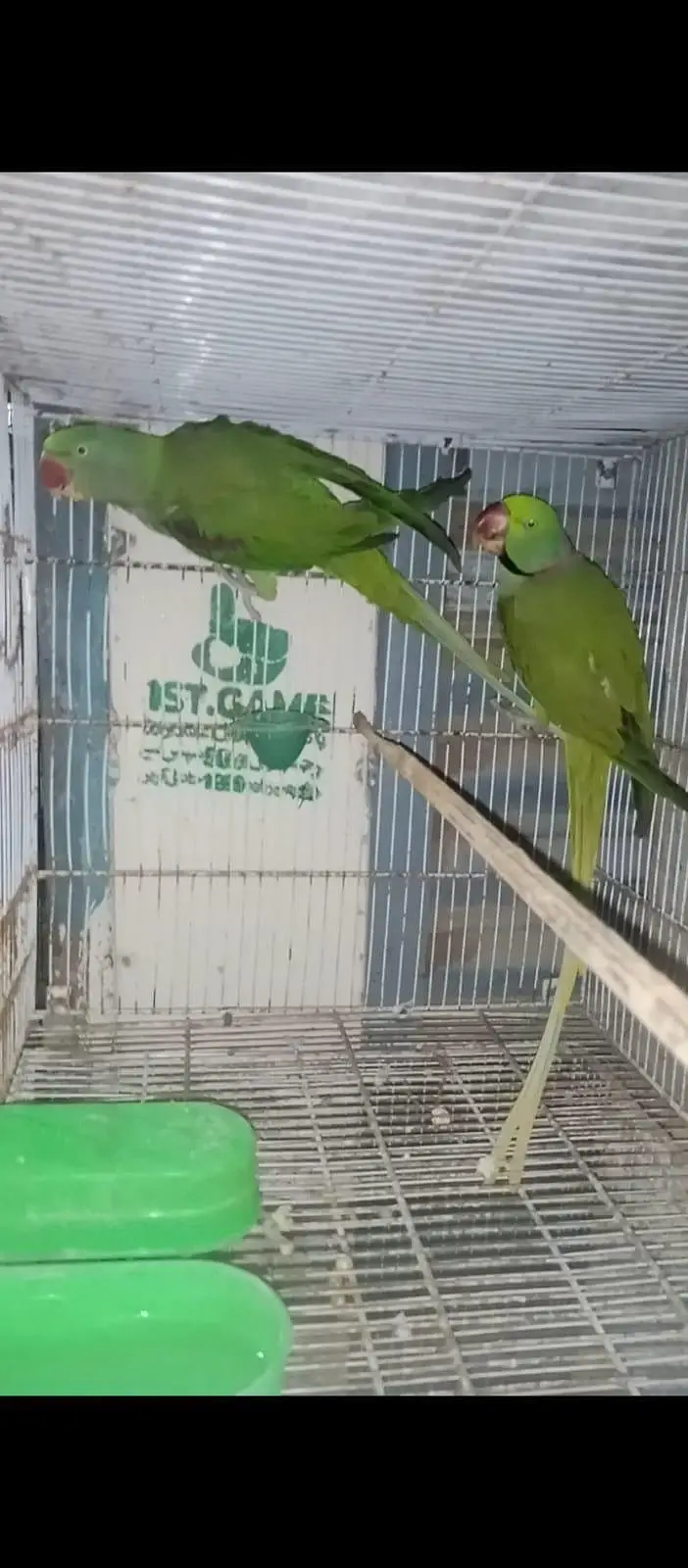 Raw breading parrot 2pairs +(talking) — photo 2