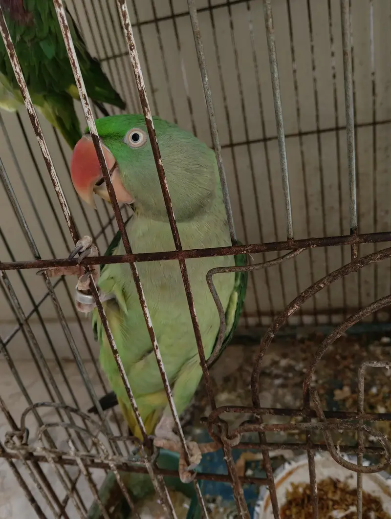Raw breading parrot 2pairs +(talking) — photo 3