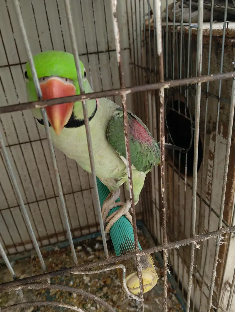Raw breading parrot 2pairs +(talking) — photo 4