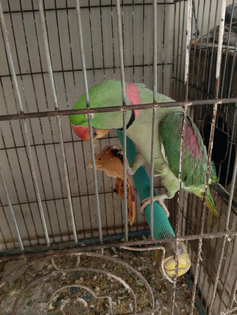 Raw breading parrot 2pairs +(talking) — photo 5