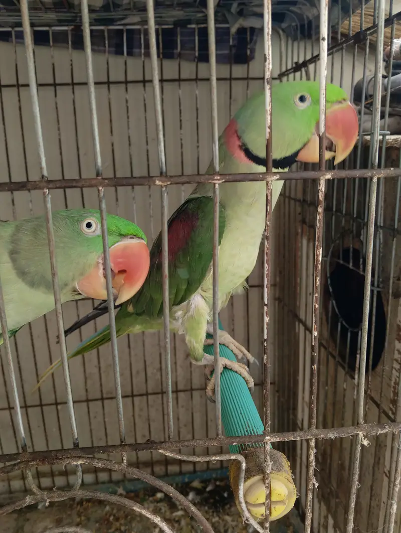 Raw breading parrot 2pairs +(talking) — photo 6