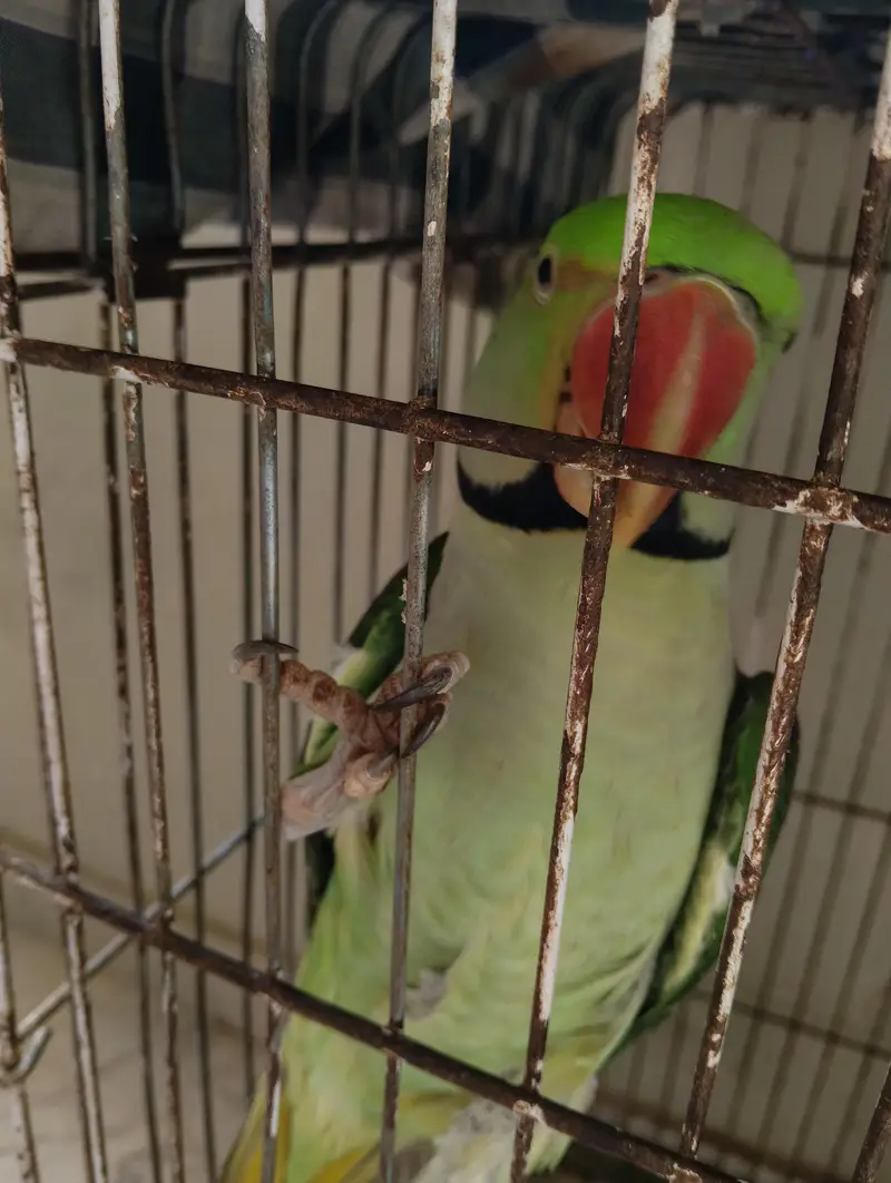 Raw breading parrot 2pairs +(talking) — photo 7
