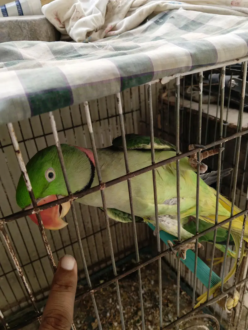 Raw breading parrot 2pairs +(talking) — photo 8