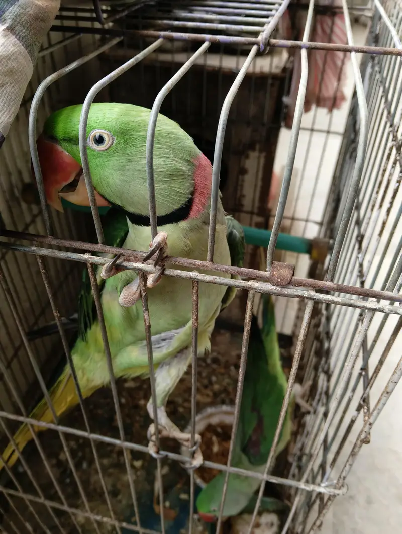 Raw breading parrot 2pairs +(talking) — photo 9