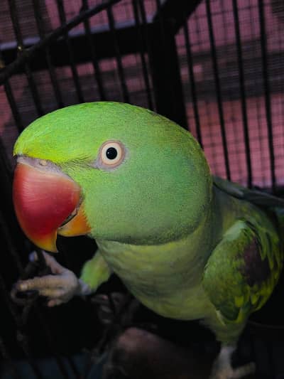 RAW GREEN PARROT