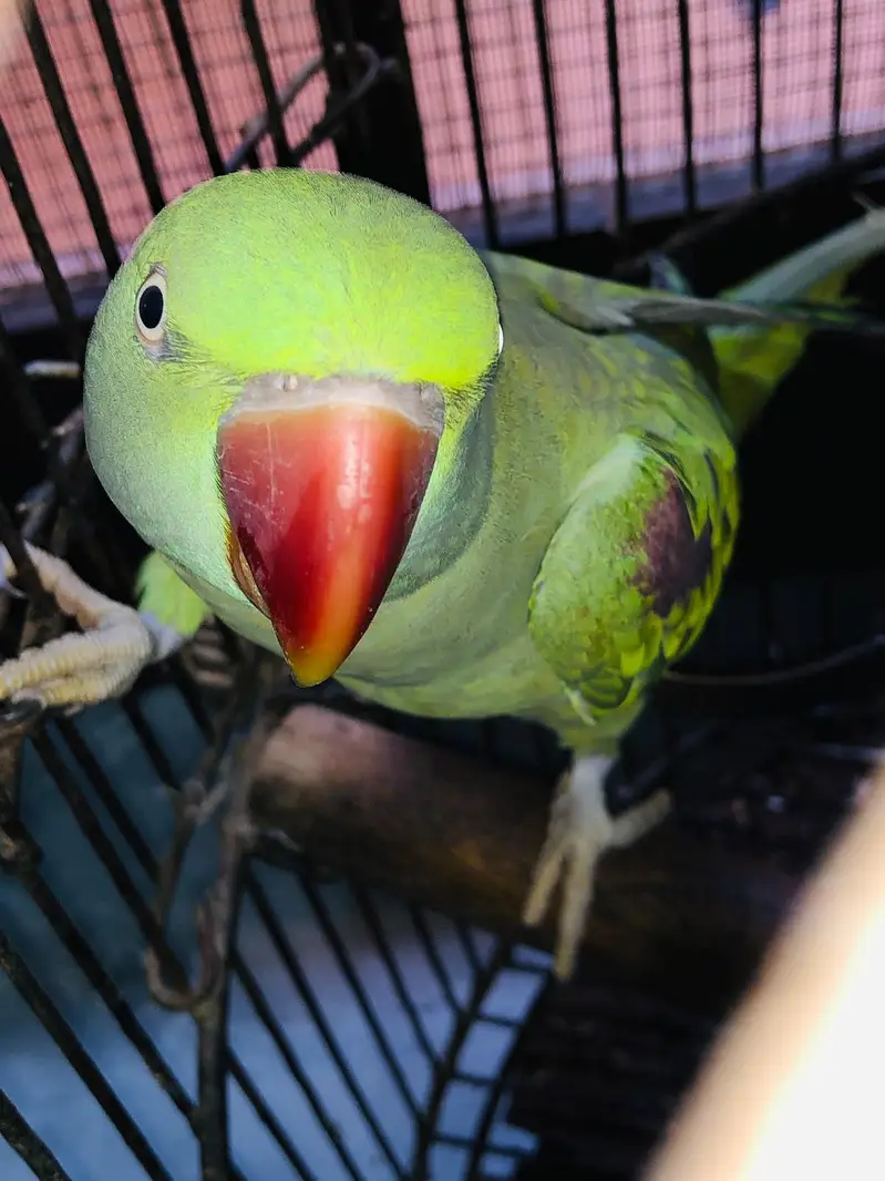 RAW GREEN PARROT — photo 2