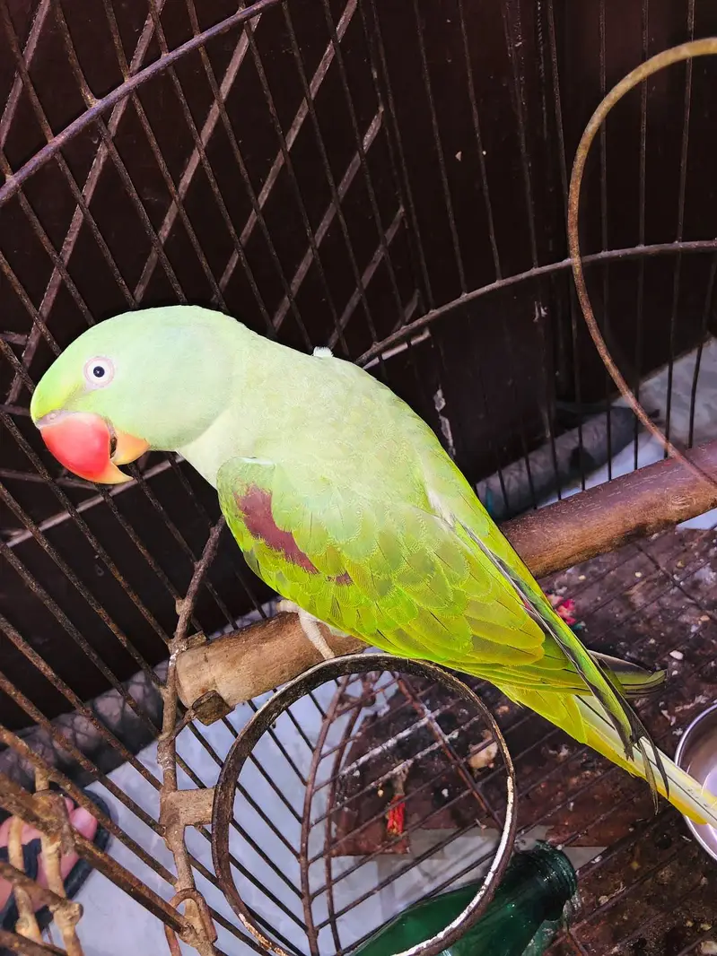 RAW GREEN PARROT — photo 3