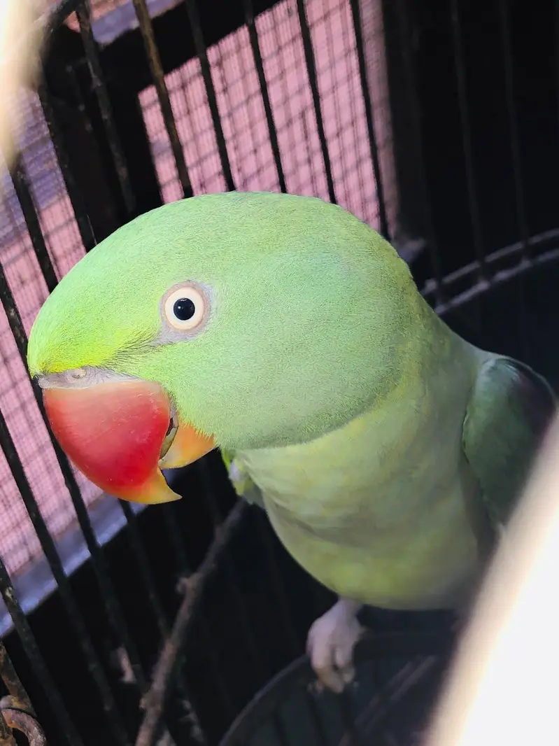 RAW GREEN PARROT — photo 4