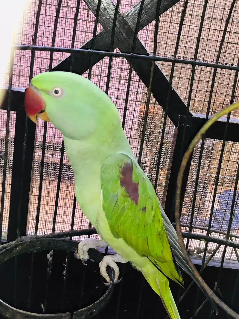 RAW GREEN PARROT — photo 5