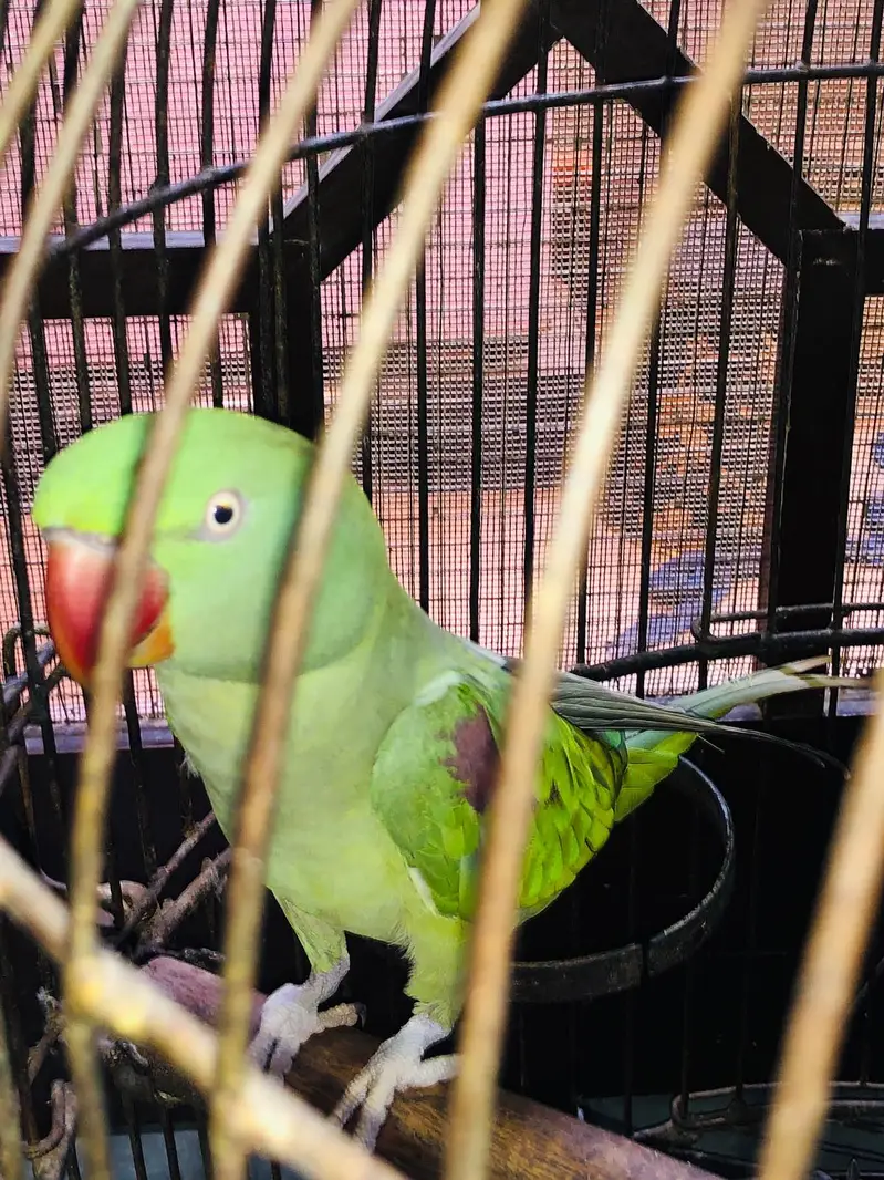 RAW GREEN PARROT — photo 6