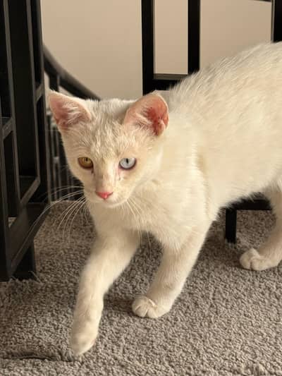 Persian single cott cat