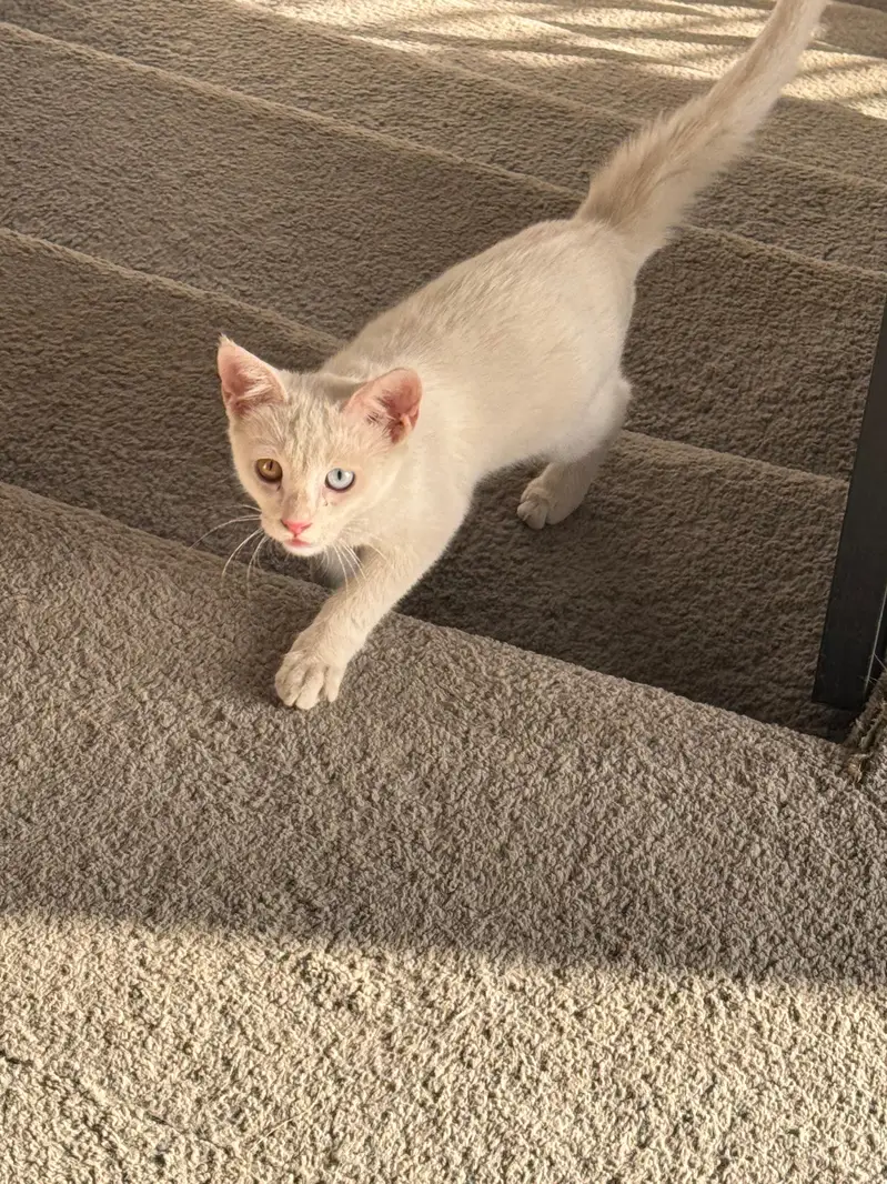 Persian single cott cat — photo 2