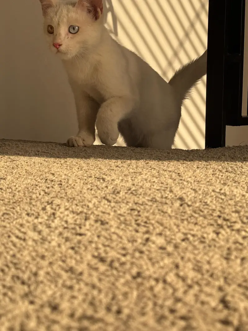 Persian single cott cat — photo 3