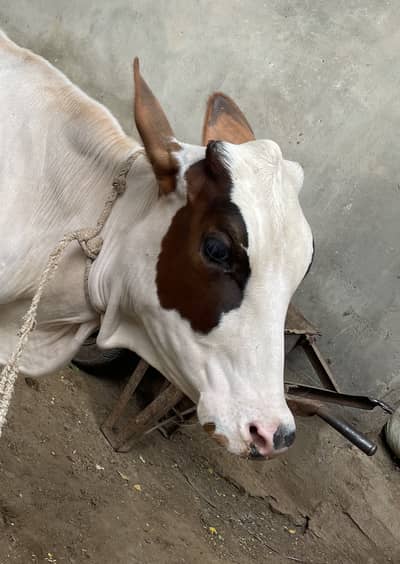 Cow for sale