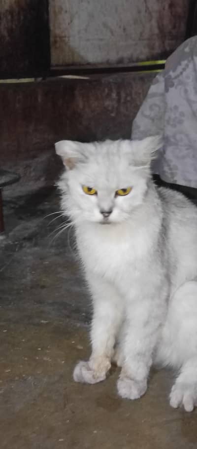Persian cat female for sale