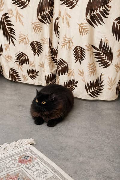 Persian cat