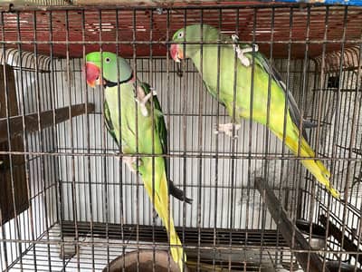 Kashmiri Parrot