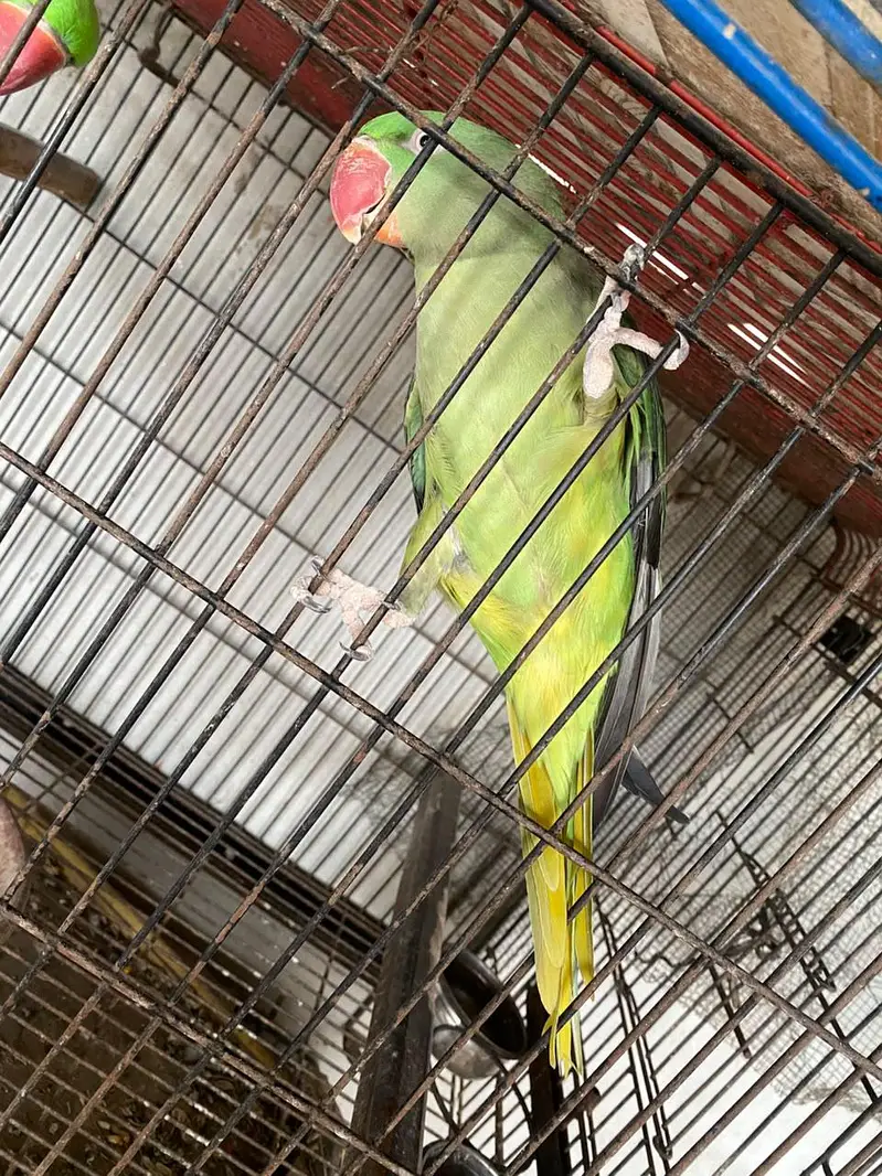 Kashmiri Parrot — photo 2