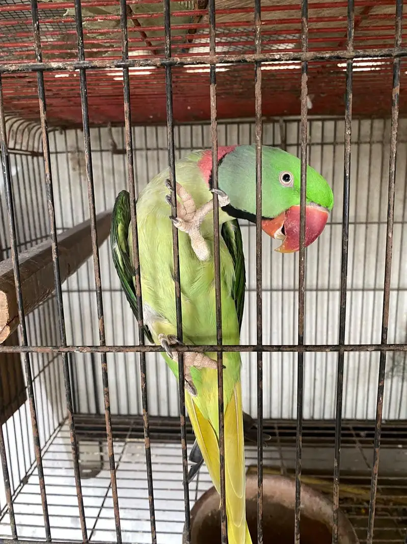 Kashmiri Parrot — photo 3