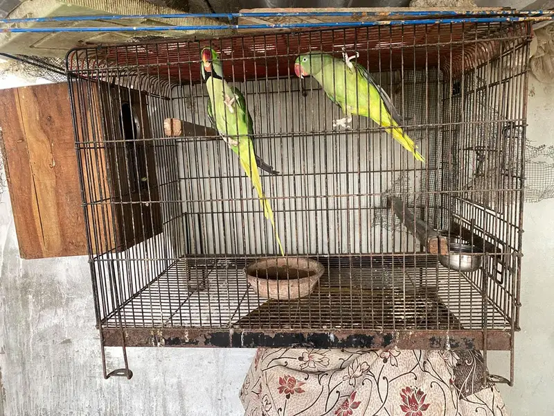 Kashmiri Parrot — photo 4