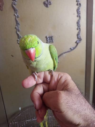 Ringneck handtamed face to face talking parrot