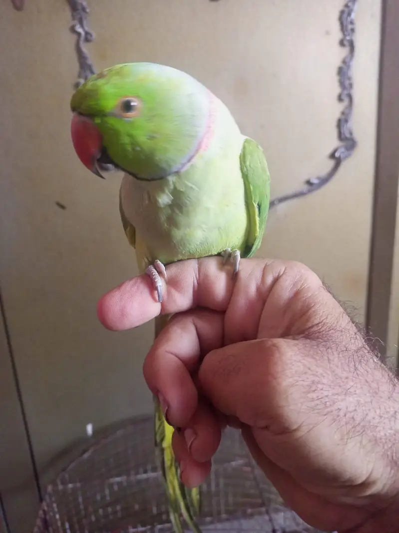 Ringneck handtamed face to face talking parrot — photo 2