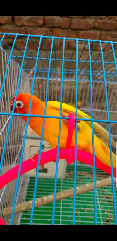 love bird breeder Red Eyes