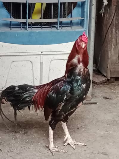 Aseel Lakha for sale