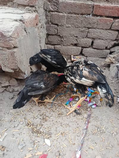 aseel murgha murghi and 3 bachy
