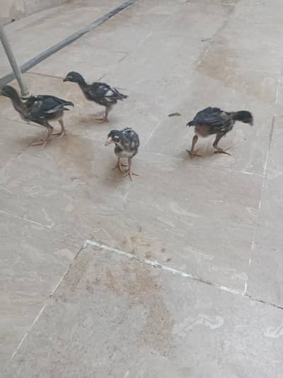 Pure Aseel Chicks for SaleHigh Quality Aseel Chicks Available