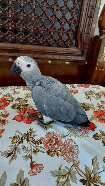 african grey almost full self piece age 3 to 4months.