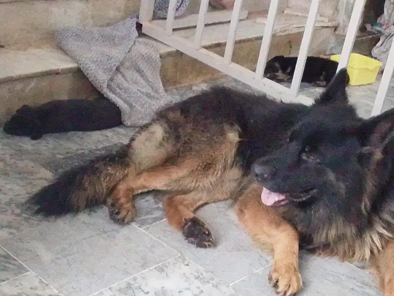 Labrador+ German shepherd breed puppies for sale — photo 8