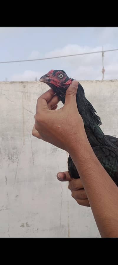 pure mushka Thai crows