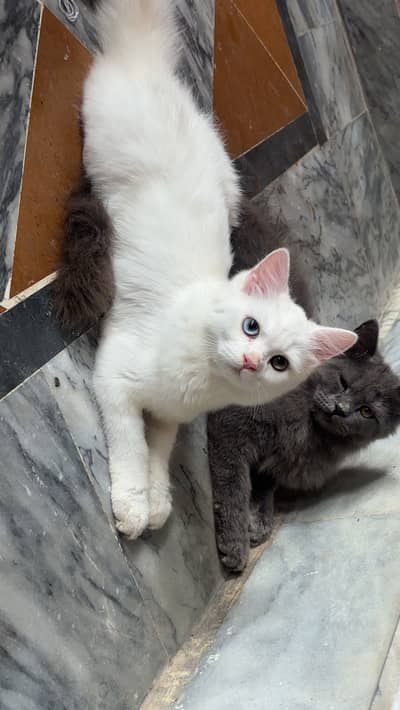 Persian pair
