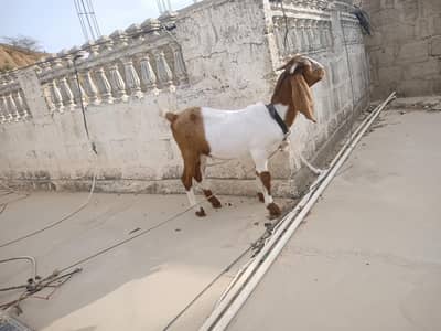 khasi Bakra 6 month qurbani 2027