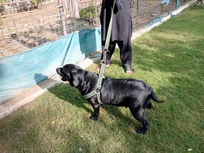 Female Pedigree Labrador