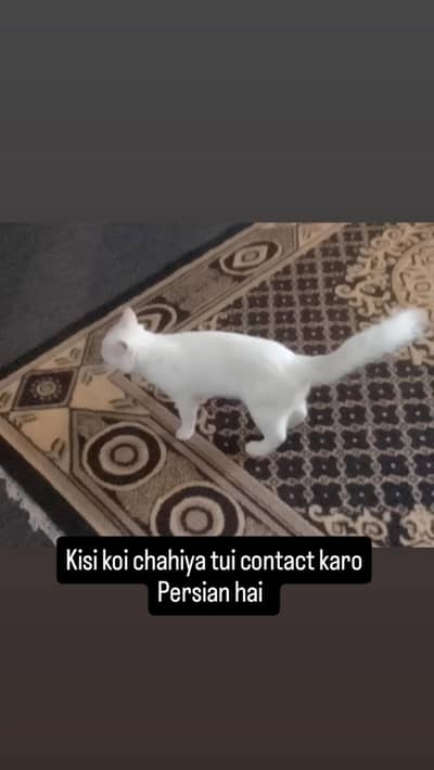 Persian cat hai urgent sale beautiful playful