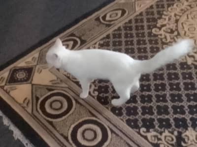 Turkish Angora cat hai urgent sale beautiful playful