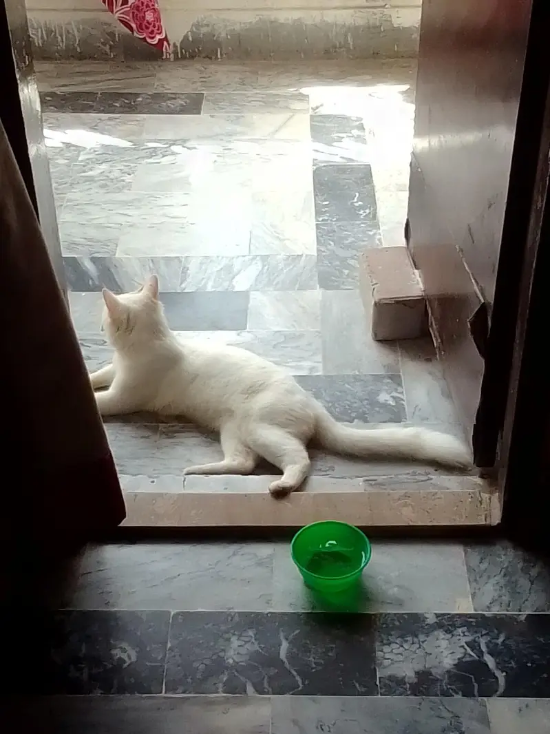 Turkish Angora cat hai urgent sale beautiful playful — photo 3