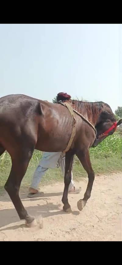 horse for sale pure desi
