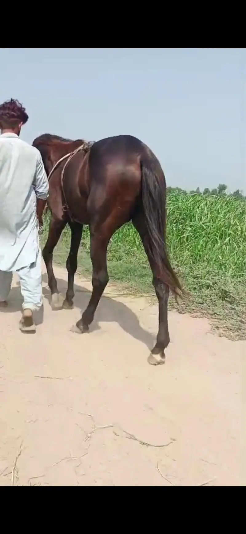 horse for sale pure desi — photo 4