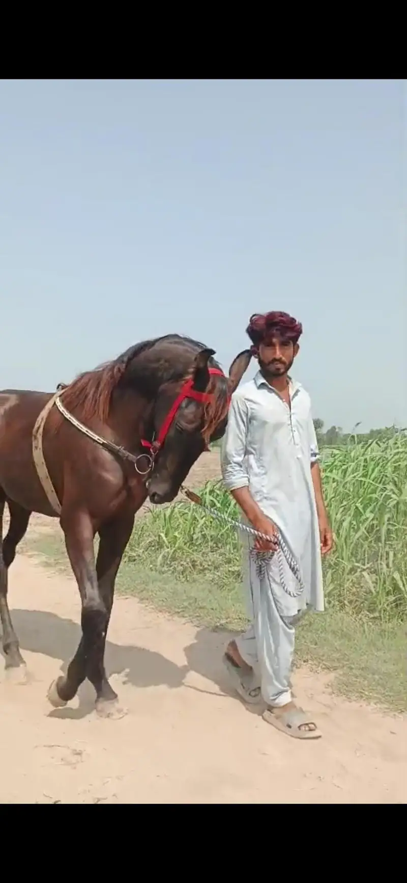 horse for sale pure desi — photo 5