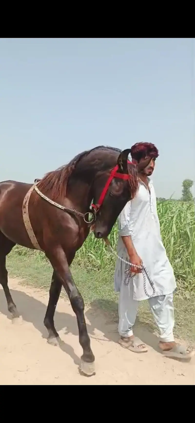 horse for sale pure desi — photo 6