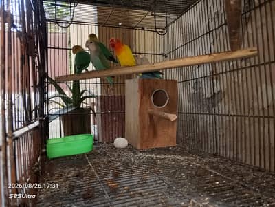 LOVE BIRDS 6 PC'S FOR SALE