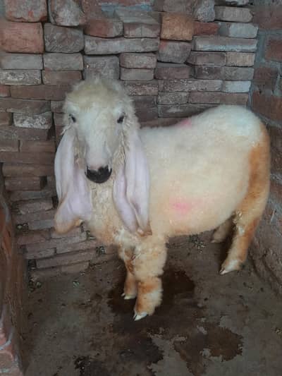 kjla crass chatra